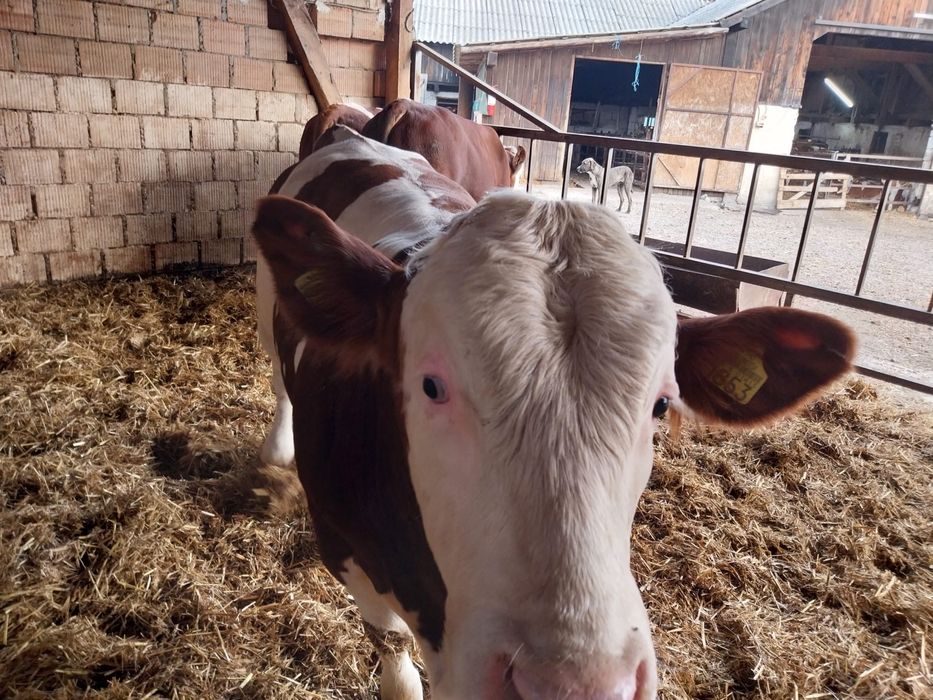 Tauri pentru montă naturală