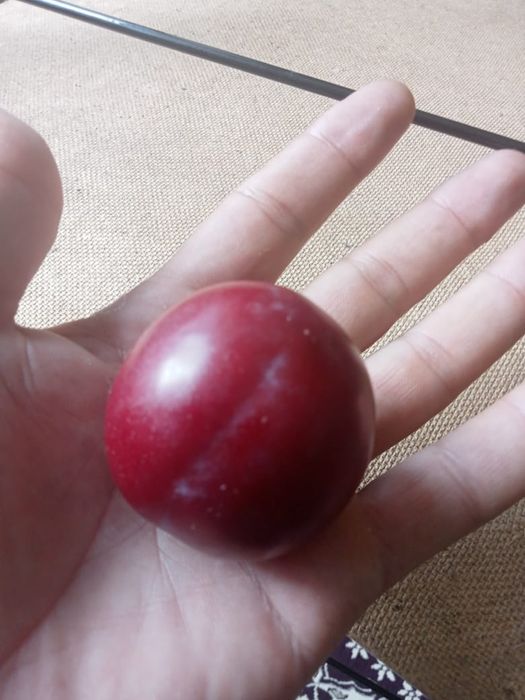 Фазенда в предгориах Казгуртских гор