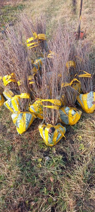 Саженцы, Посадочные материалы