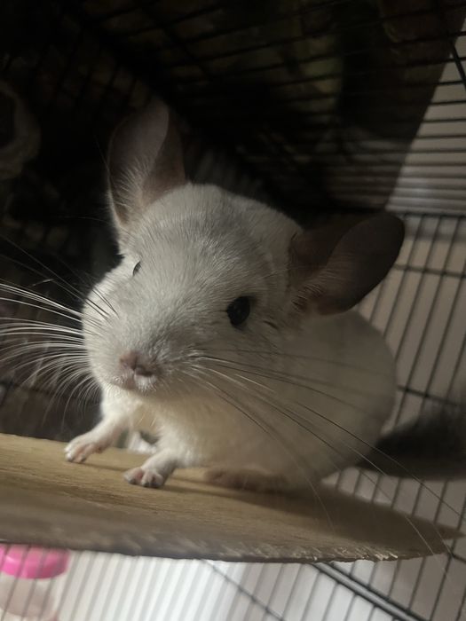 Семия должна быть вместе по одному не продоем