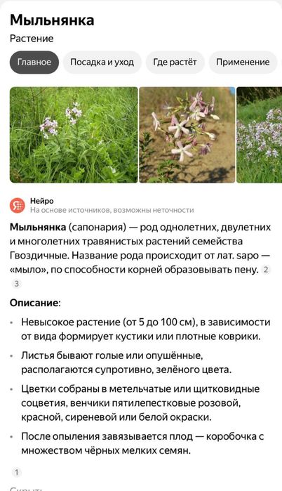 Продаю цветы Мыльнянку рассаду