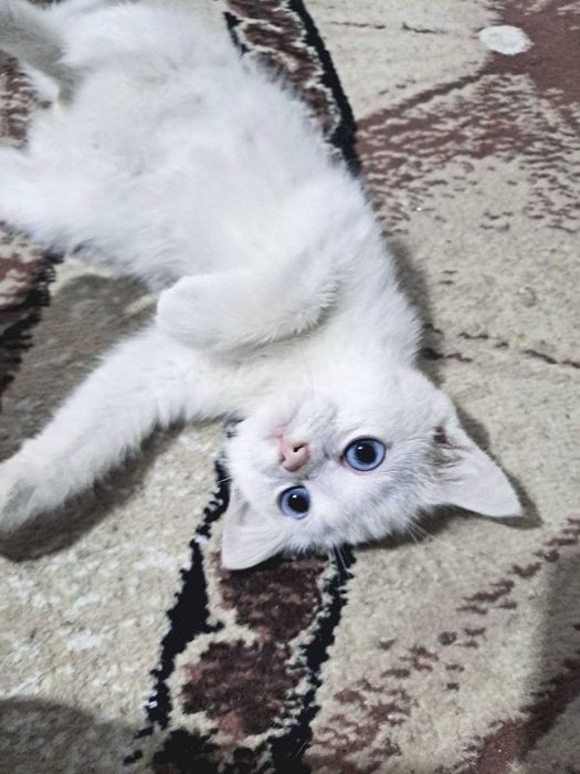 Кот "Mavi" белый голубоглазый