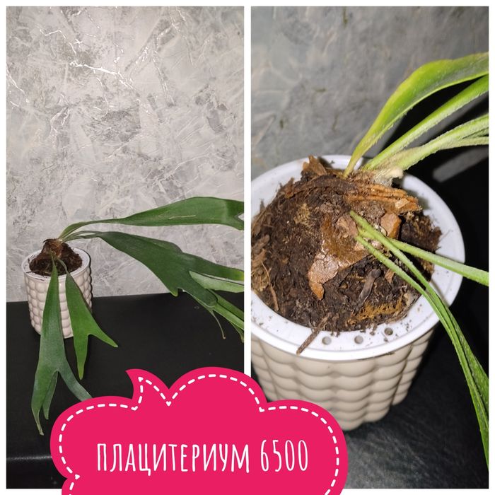 Комнатные растения