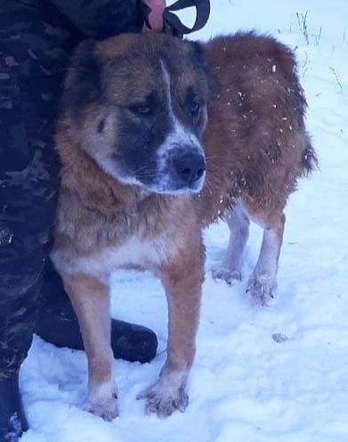 ДвОряНины и ПорОдиСтыЕ соБаЧки