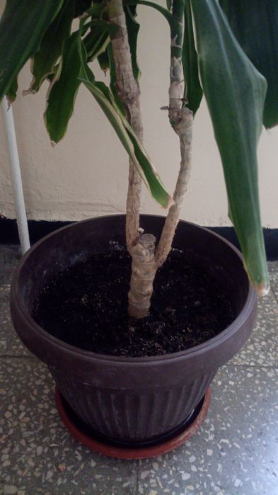 Драцена- височина 1,7 метра