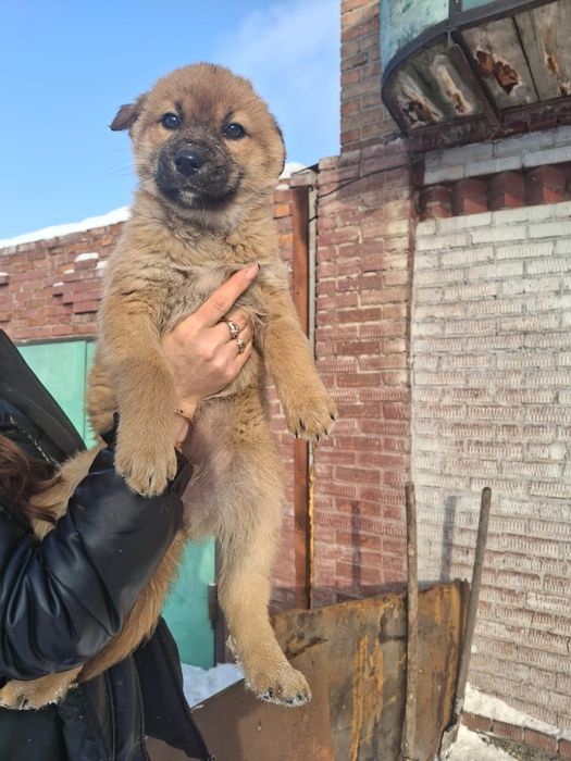 Отдам щенка 2 ,5 месяца