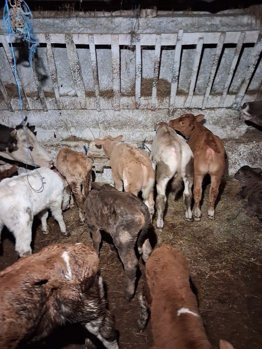 Vând tauras baltat și belgieni