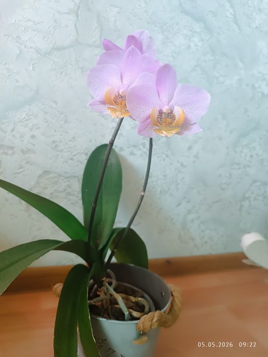 Орхидея сиреневая крап