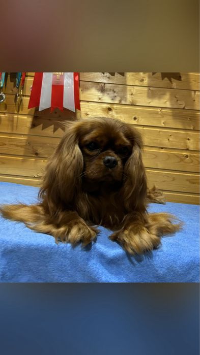 Кавалер кинг чарльз спаниель