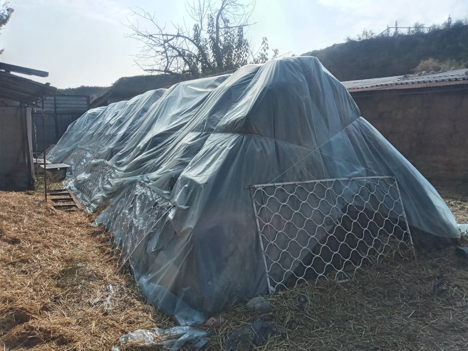 Somon press sotiladi