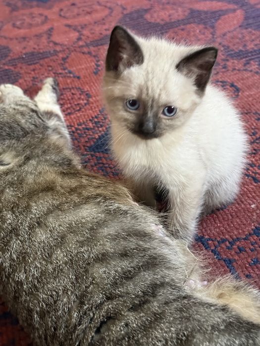 Домашние котята