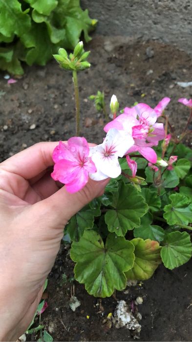 Продается красивые неприхотливые цветы