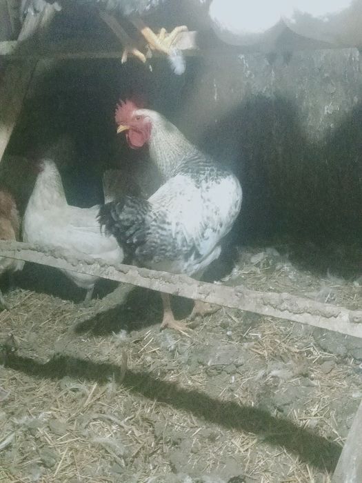 Продам срочно петухов и курочек .  .