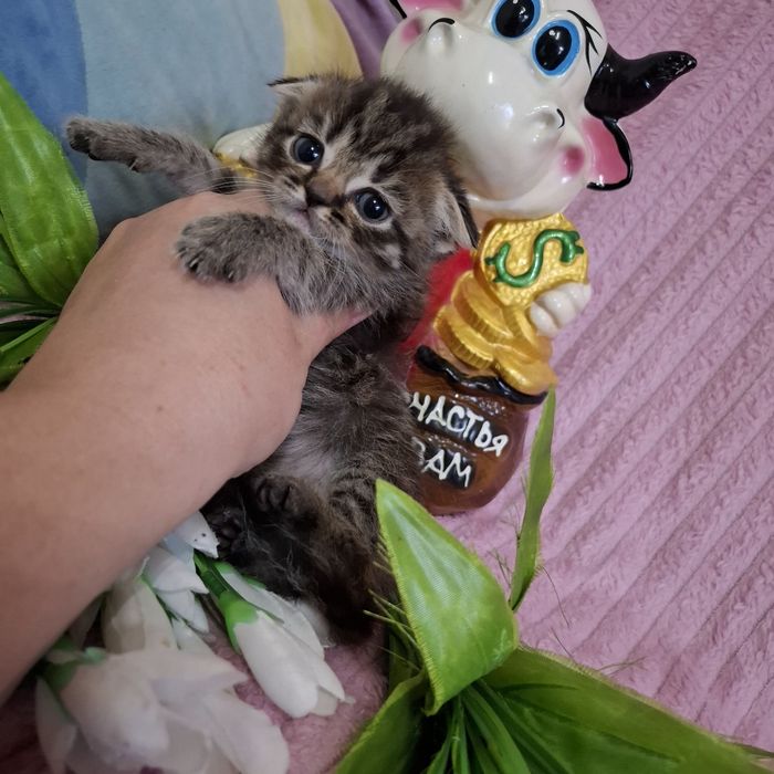 Вислоухие котята