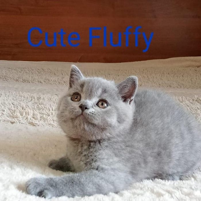 Ждут свойх пап и мам милашки британские детки