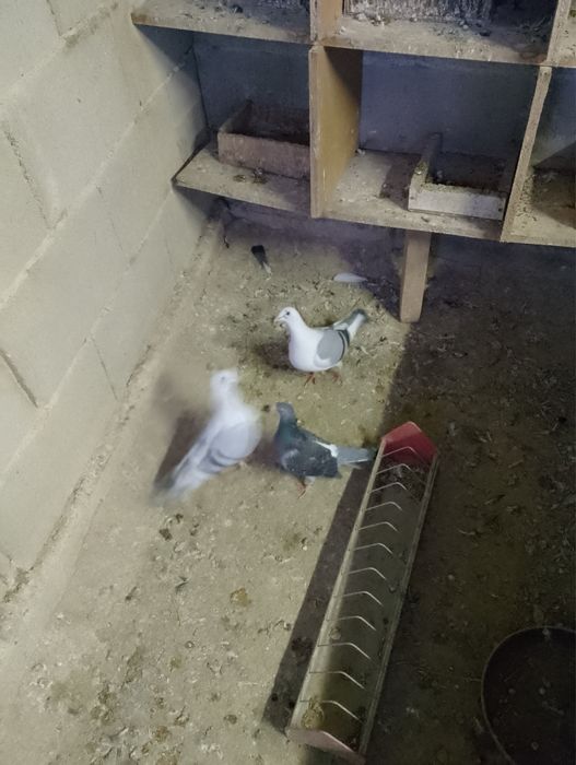 Гълъби, пауни, фазан