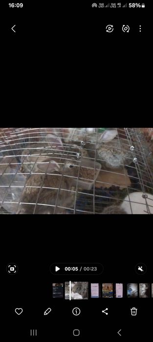 Қояндар сатылады