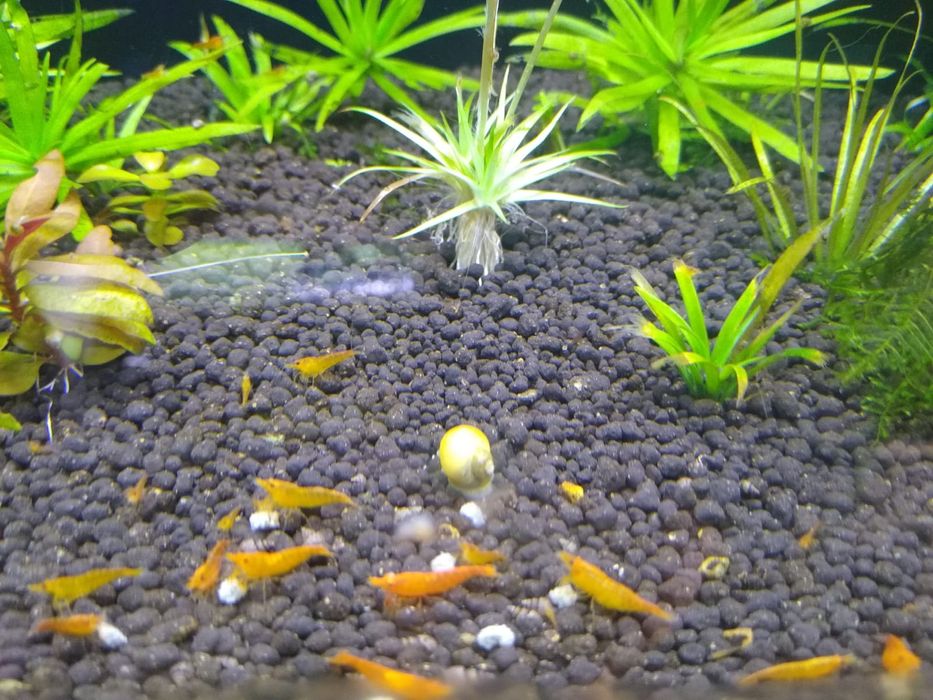 Creveti acvariu pesti