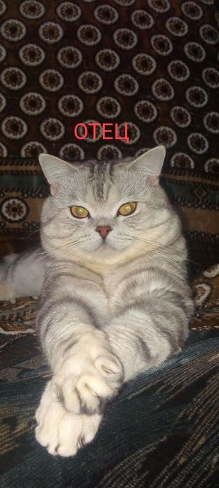 Шотландка котенок девочка