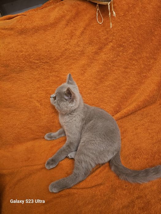 КОШКА пародистая