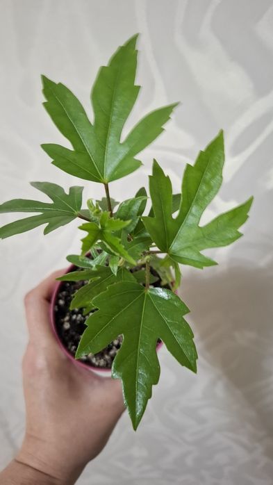 Продам комнатные цветы