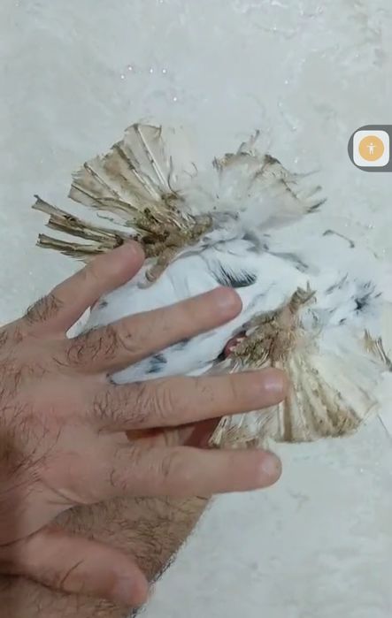 Продам голубей...