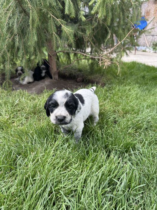 Продам Щенков Спаниеля Охотничьи