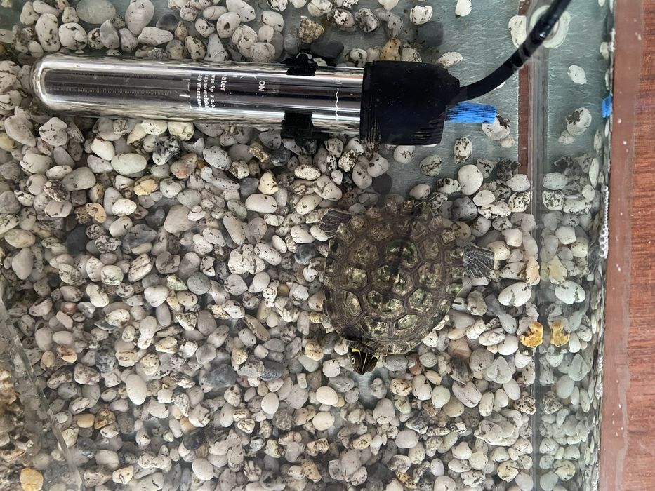 Broasca testoasa cu acvariu