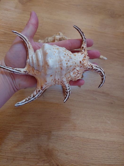 Ракушки для аквариума