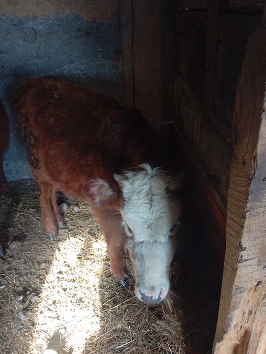 Продам телочка и бычка