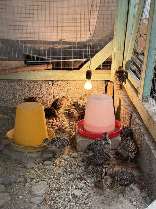 золотой  фазан ва  кавказский фазан