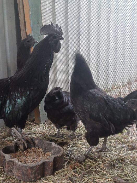 Аям цемани . Куры куры