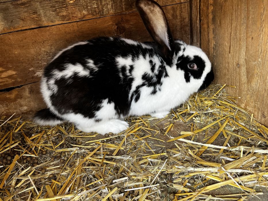 Vand iepuri berbec german si fluture german