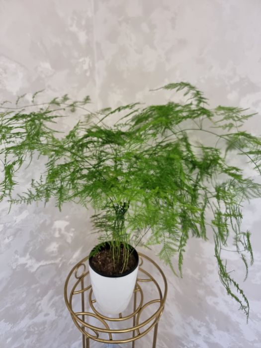 Папоротник. Нефролепис Дассада