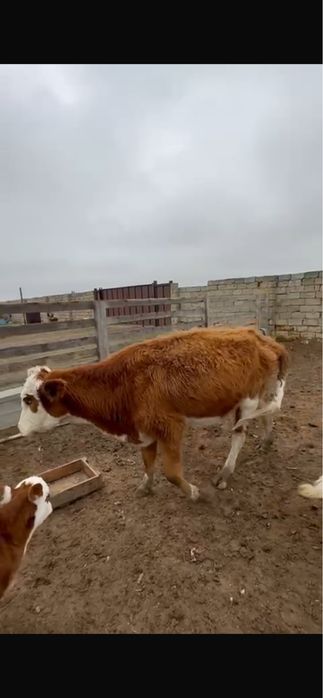 Сиыр қашар баспағымен