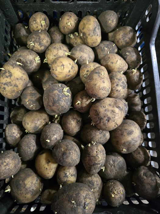 Urug'lik kartoshka 8000