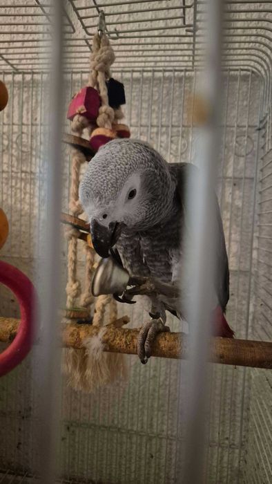 Кралско Жако - Папагал