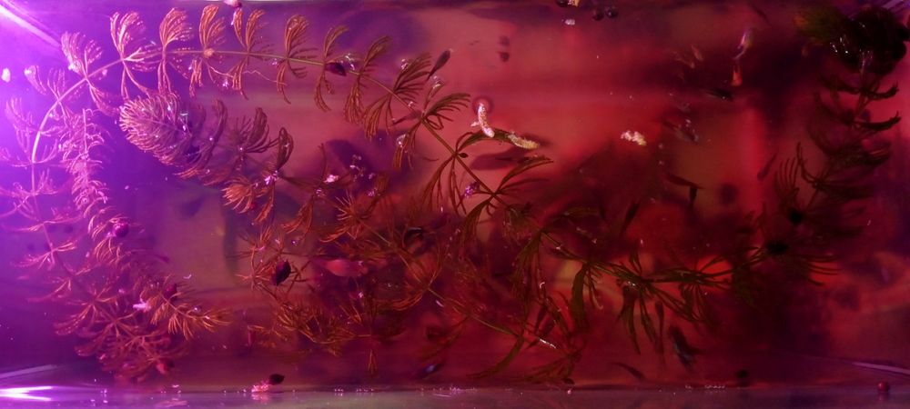 Продам рыбок гуппи