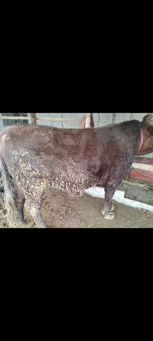 2 диш укиз емланиб дурипди