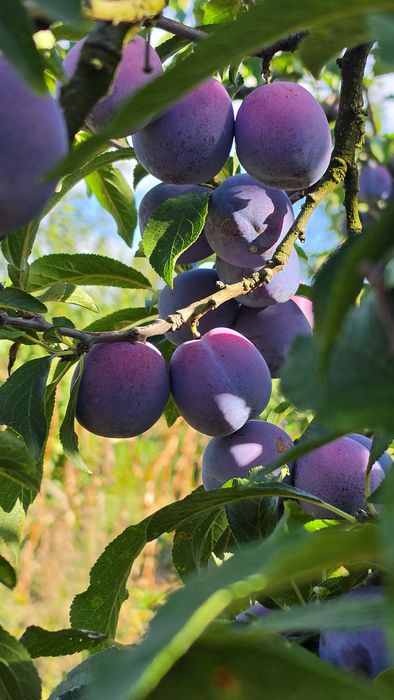 Prune Anaspeth Tuica