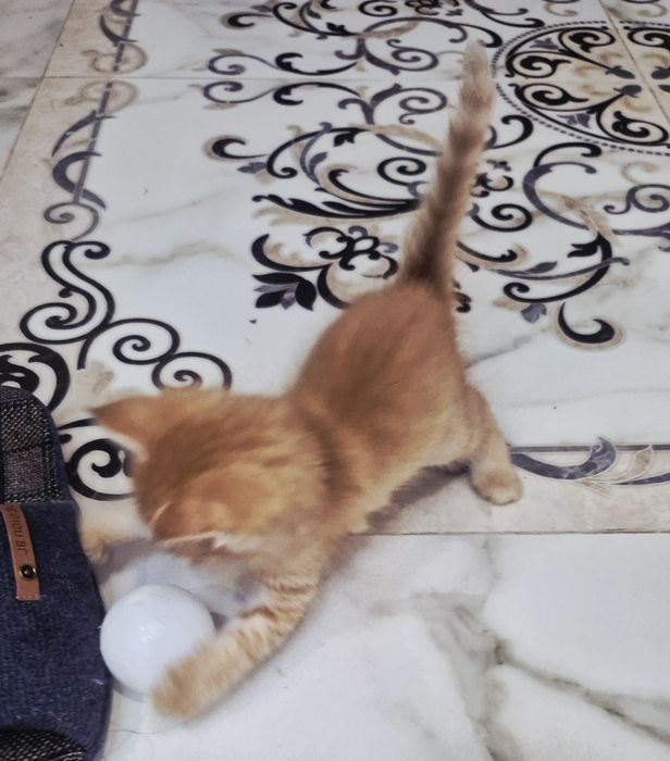 Котёнок в добрые ответственные руки