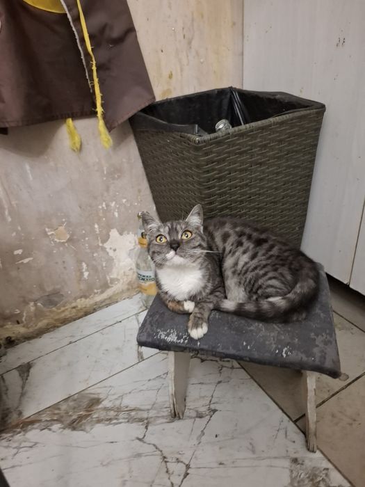 Отдам котята  добрый  руки