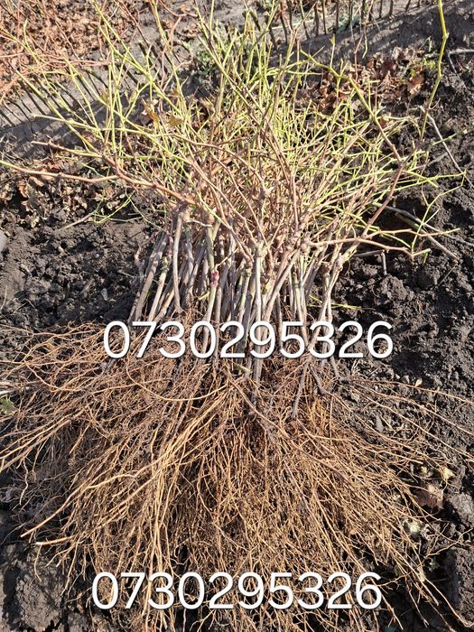 Vând Butași viță de vie altoită si hibridă Autorizata si Certificată