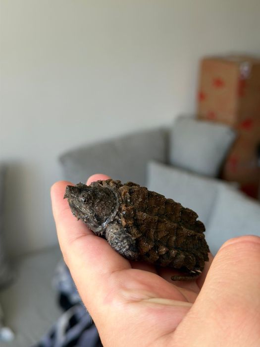 Alligator Snapping Turtle - Țestoasa Aligator