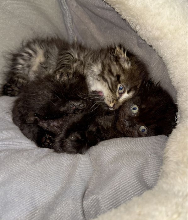 Котенок вислоухий