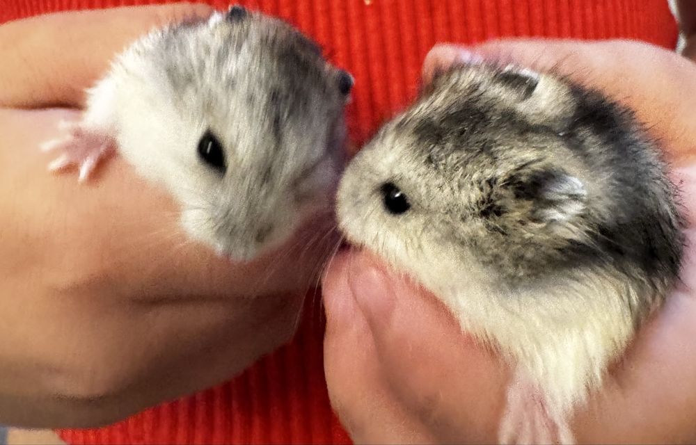 Хомяки джунгарские бесплатно
