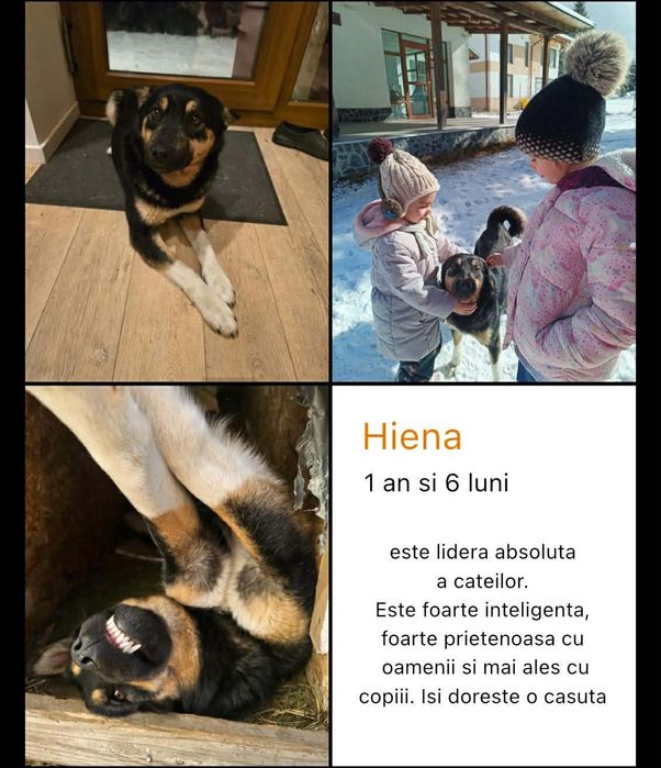 Caini spre adoptie crescuti la munte