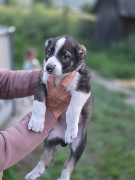 Щенки алабая 1.5 месяца