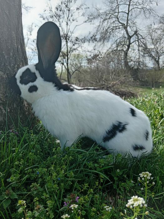 Iepuri maturi si pui deparazitati si vaccinati