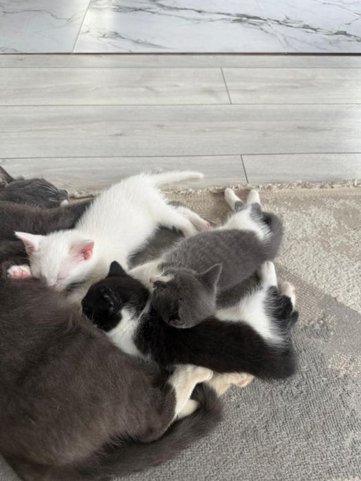 Котята в хорошие руки